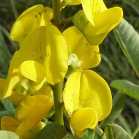 Crotalaria micans Link